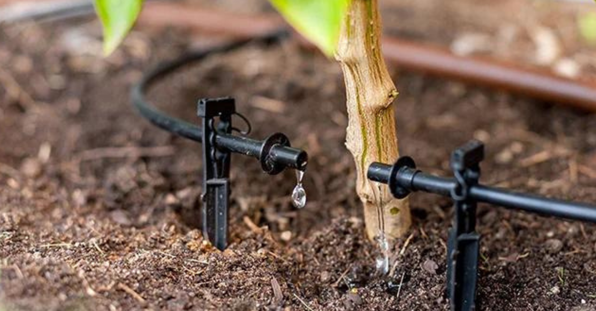 drip irrigation