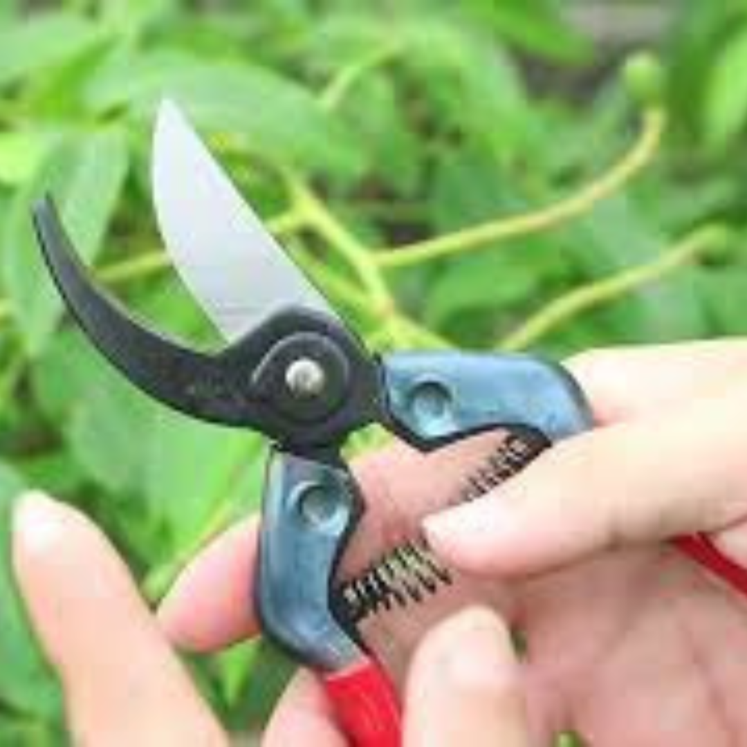 chikamasa pst-8 pruning shears demonstration